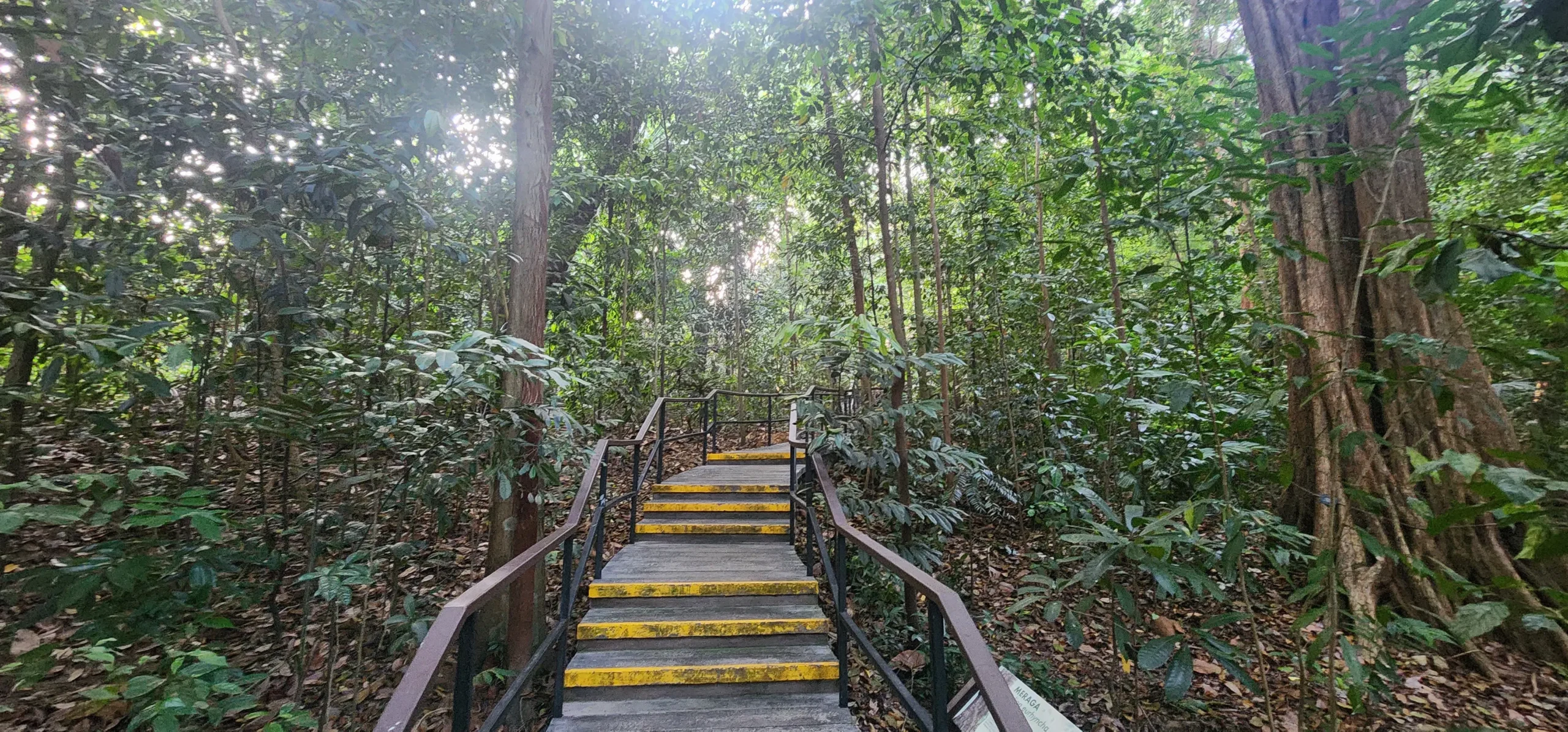 Forest boardwalk steps in the Learning Forest at Singapore Botanic Gardens