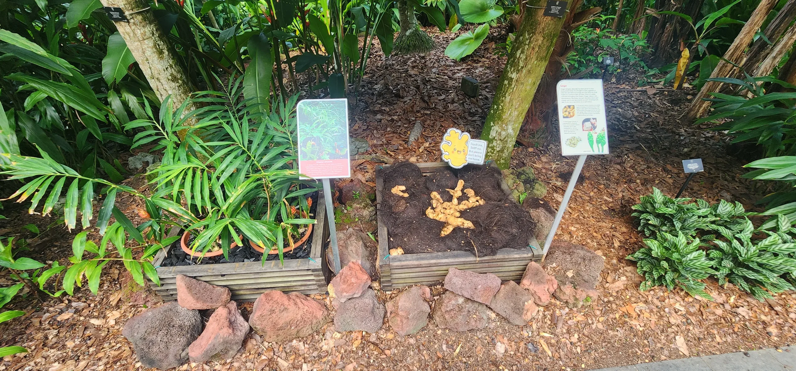 Plant display with ginger-like roots in the Learning Forest at Singapore Botanic Gardens