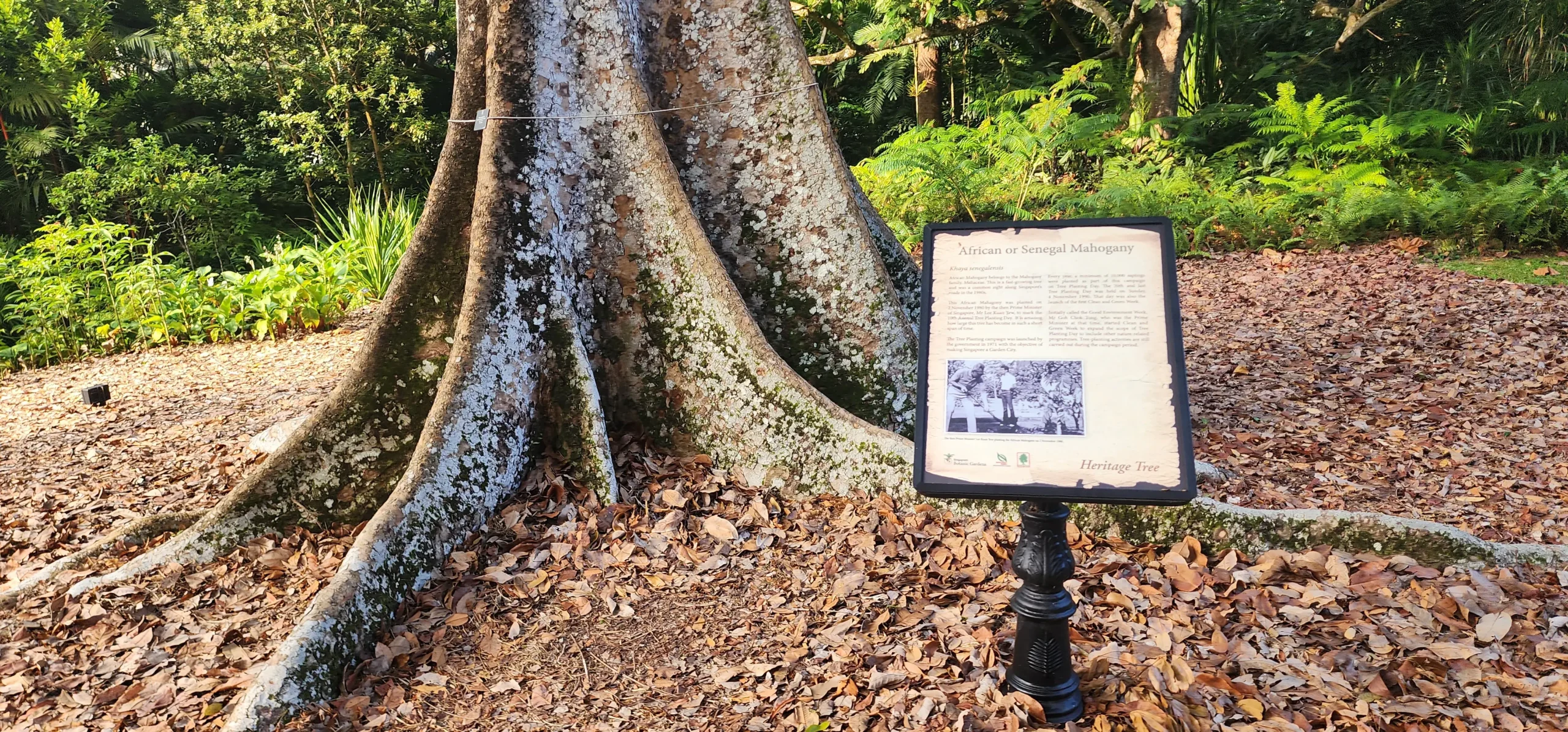Heritage tree sign in the Learning Forest at Singapore Botanic Gardens
