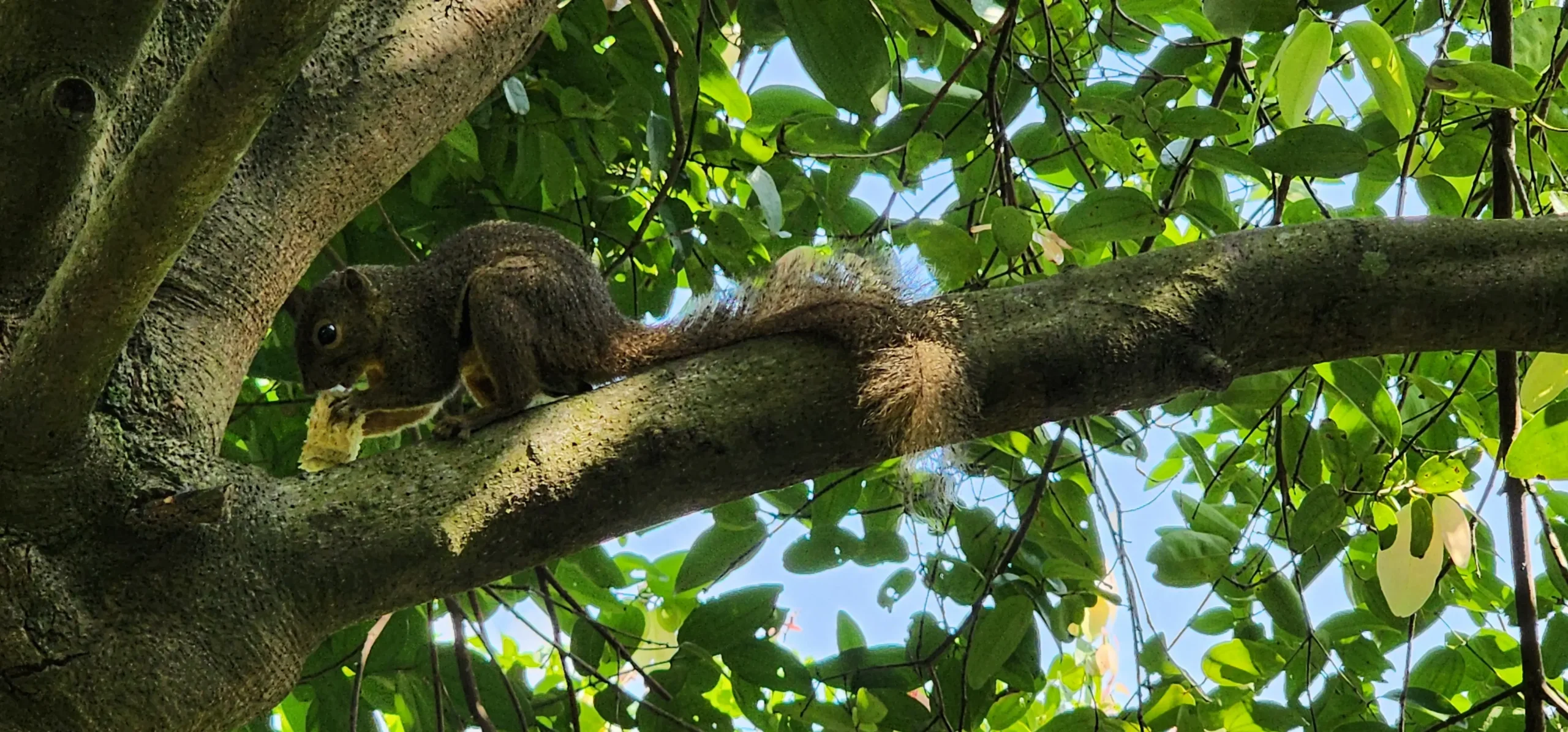 Squirrel on a tree branch surrounded by greenery at Mandai Boardwalk Singapore