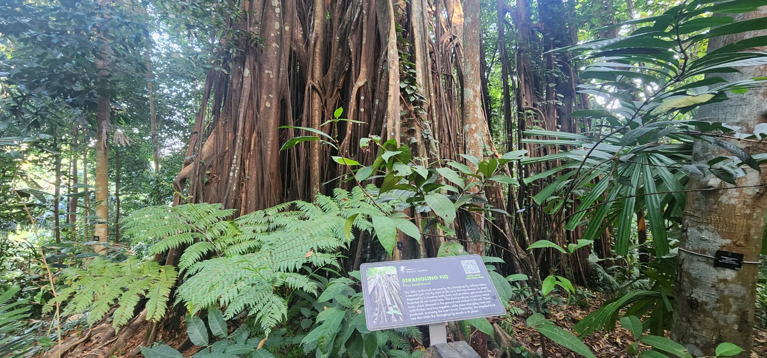 Strangling fig in the Learning Forest at Singapore Botanic Gardens