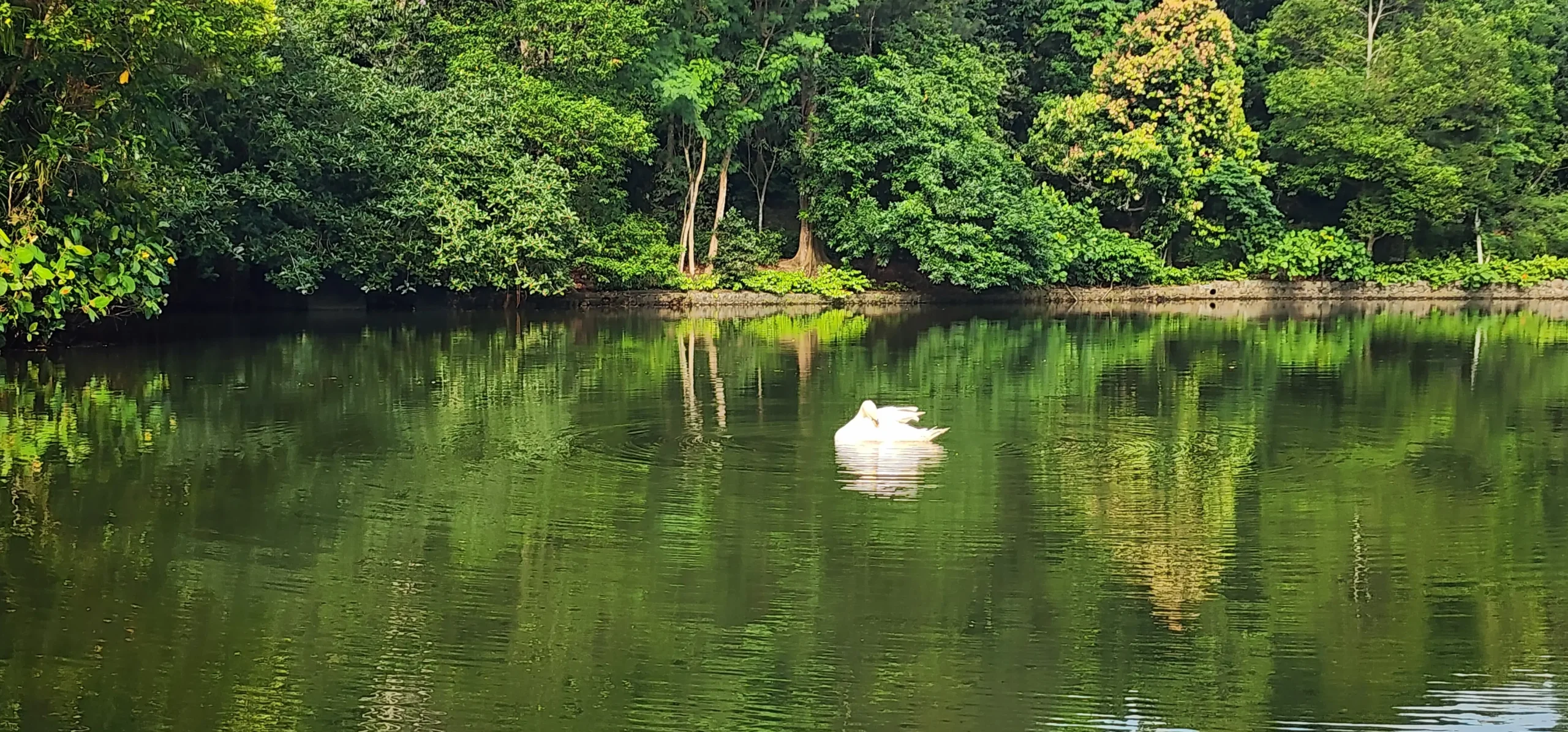 White swan on calm water at Singapore Botanic Gardens