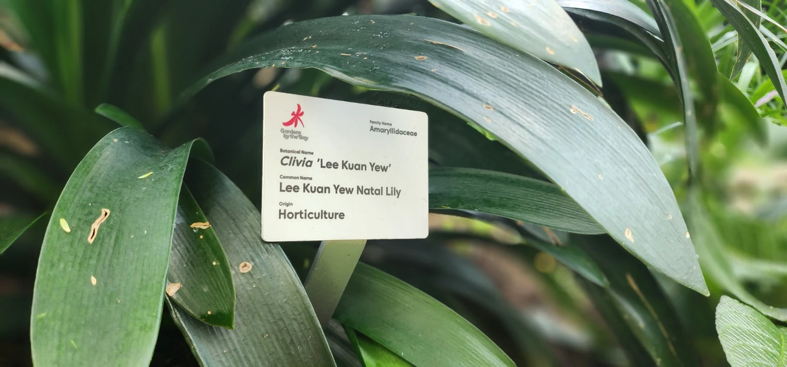 Clivia Lee Kuan Yew Natal Lily sign at Gardens by the Bay