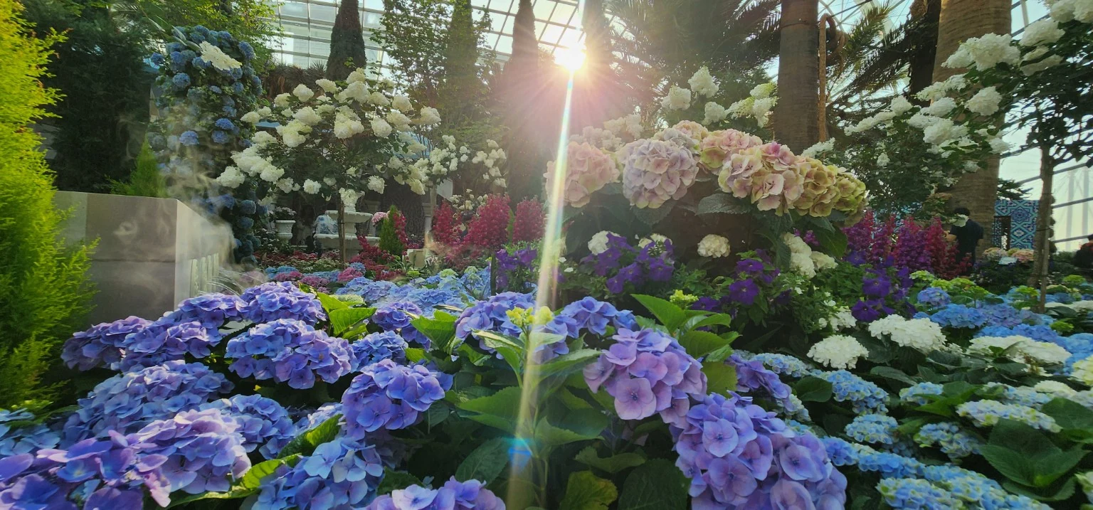 Sunlight over hydrangeas at Gardens by the Bay Singapore
